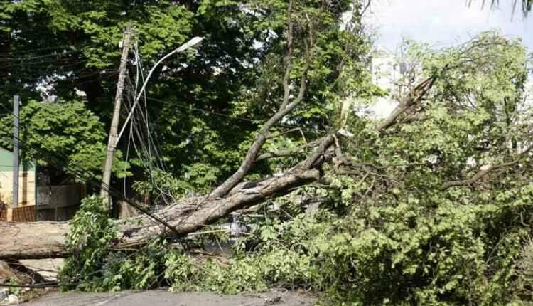 Chuvas isoladas causam ventania e queda de árvores em Campo Grande