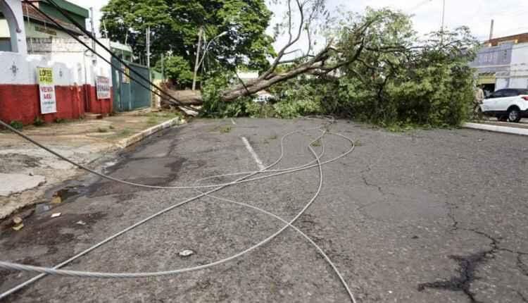 Chuvas isoladas causam ventania e queda de árvores em Campo Grande