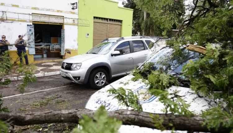 Chuvas isoladas causam ventania e queda de árvores em Campo Grande