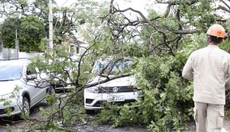 Chuvas isoladas causam ventania e queda de árvores em Campo Grande