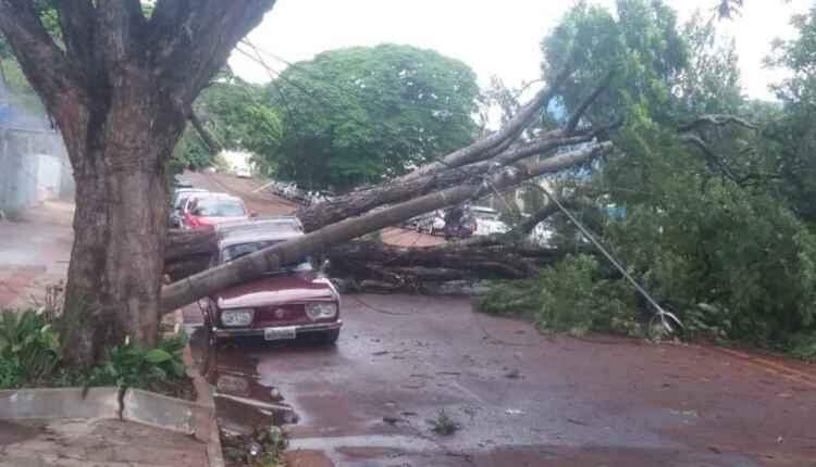 Chuvas isoladas causam ventania e queda de árvores em Campo Grande