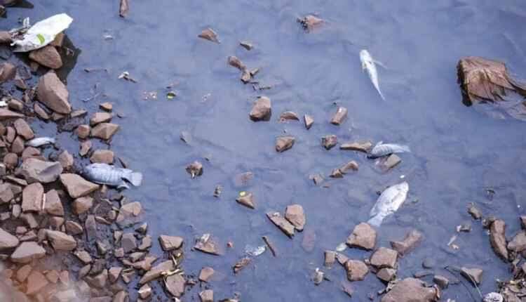 Mistério: água muda de cor e peixes aparecem mortos em córrego na Ernesto Geisel