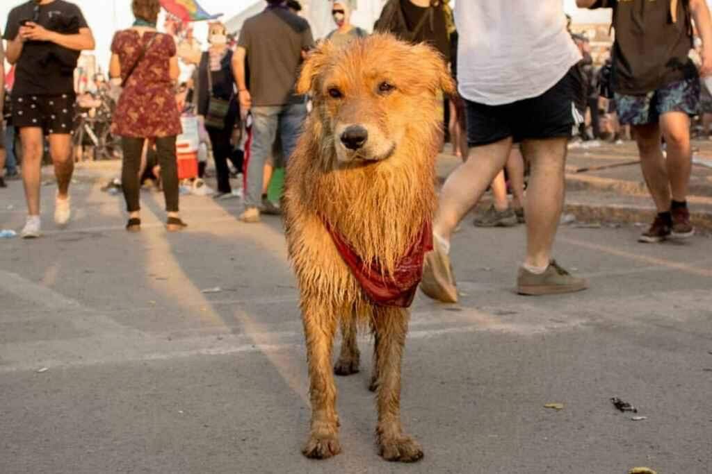 Rucio Capucha: o cãozinho que se tornou um símbolo dos protestos no Chile