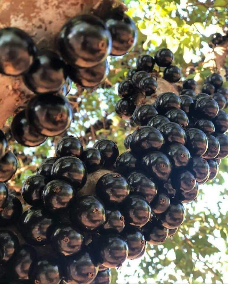 Fazenda faz open de jabuticaba por R$ 35