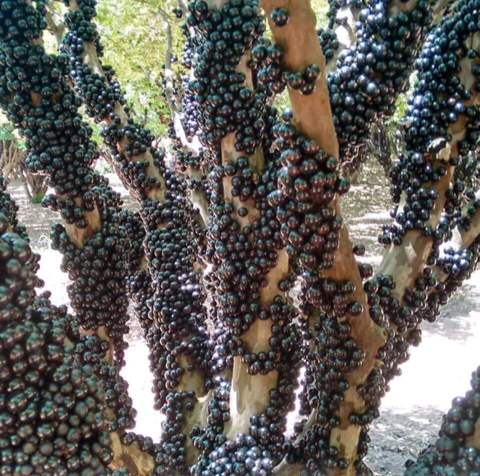 Fazenda faz open de jabuticaba por R$ 35