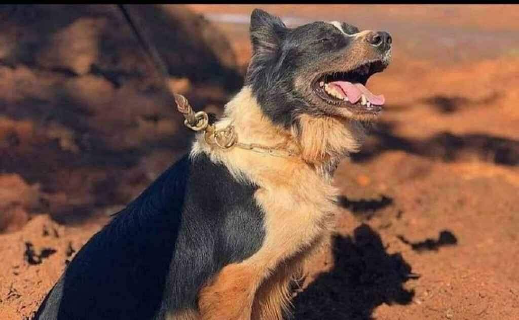 Morre Thor, cachorro que atuou nos resgates em Mariana e Brumadinho