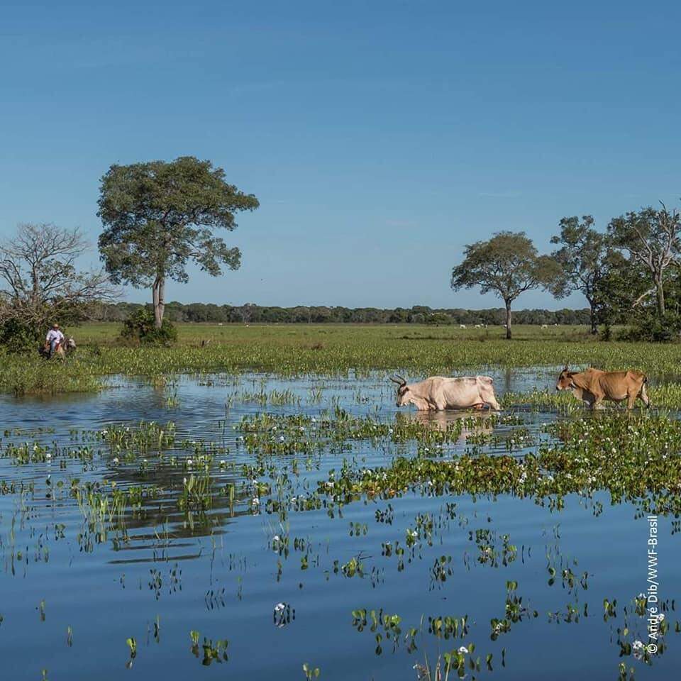 Dia do Pantanal , um patrimônio nacional.