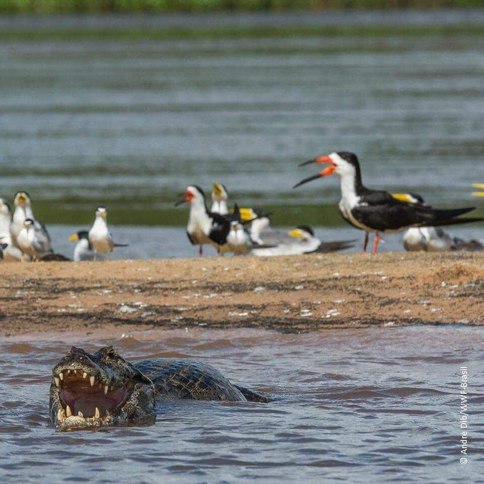 Dia do Pantanal , um patrimônio nacional.