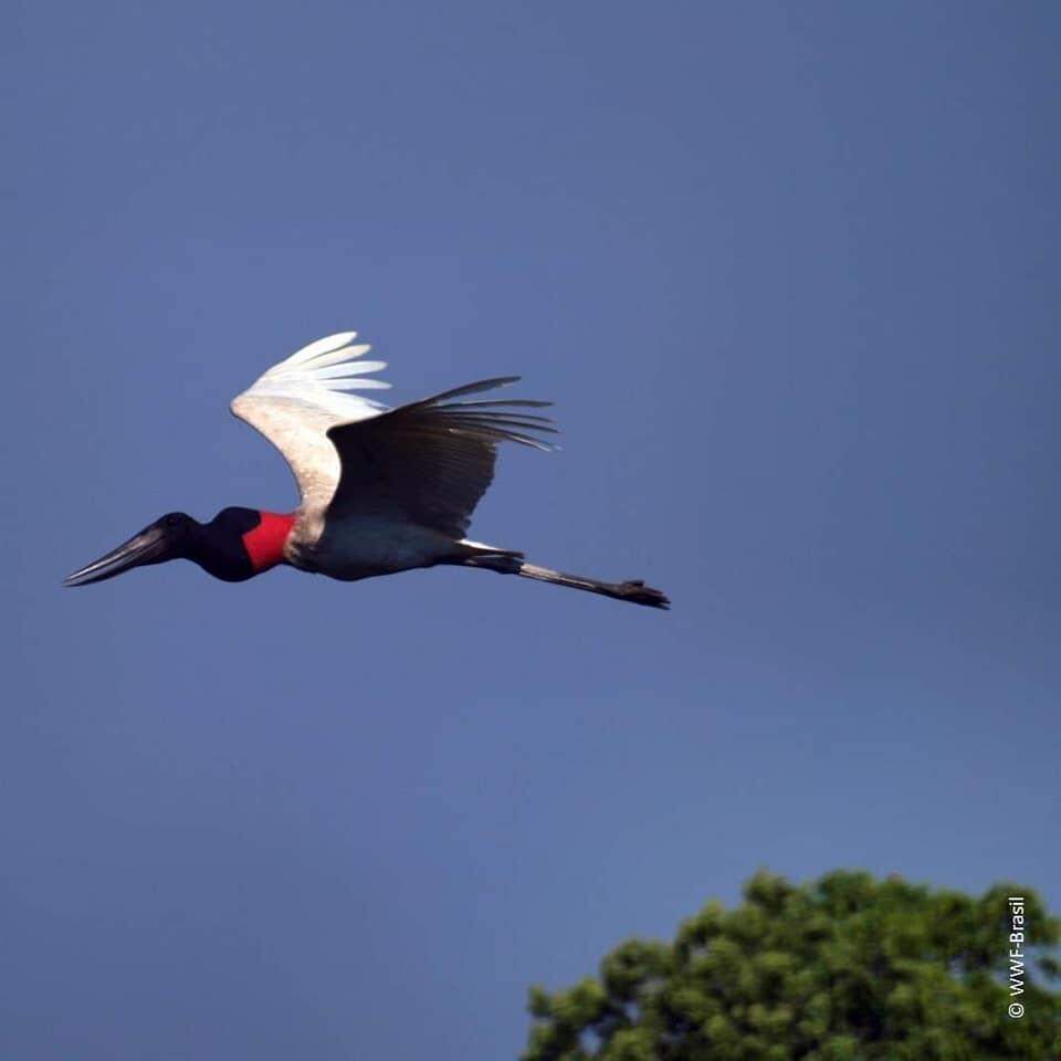 Dia do Pantanal , um patrimônio nacional.