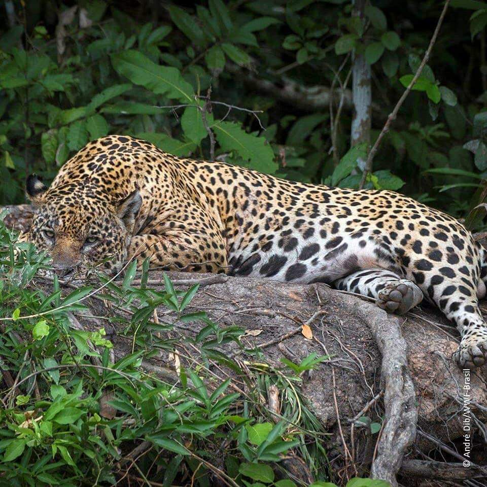 Dia do Pantanal , um patrimônio nacional.