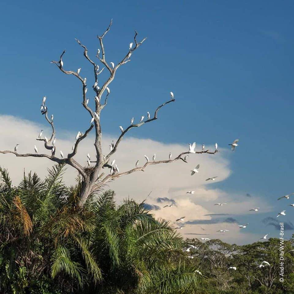 Dia do Pantanal , um patrimônio nacional.