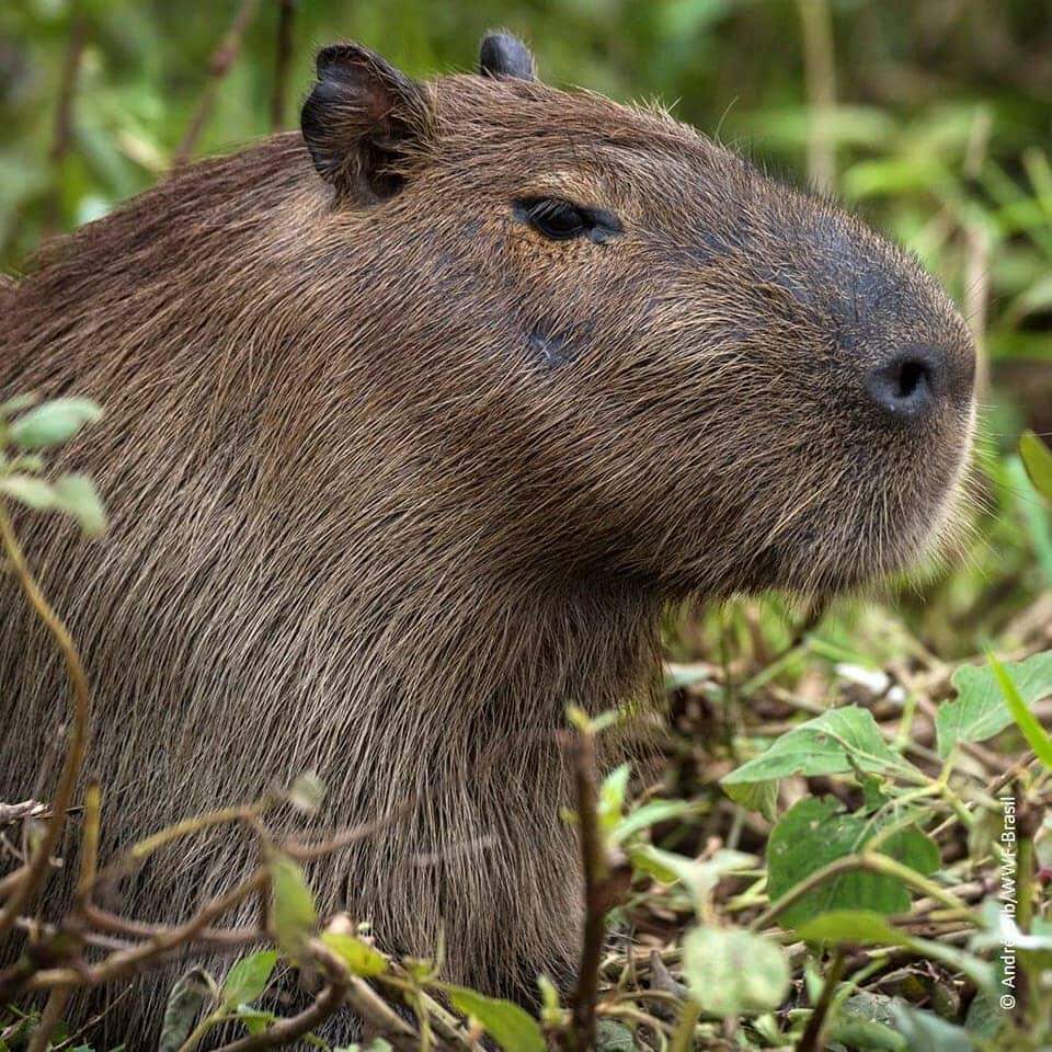 Dia do Pantanal , um patrimônio nacional.