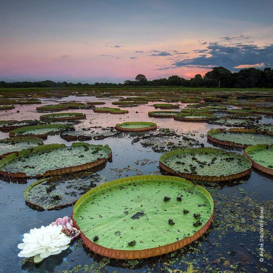 Dia do Pantanal , um patrimônio nacional.
