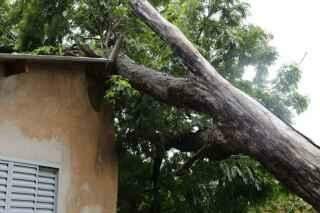 Chuva derruba árvore e causa prejuízos a morador no conjunto José Abrão