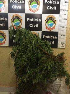 Indígena é preso após polícia flagrar plantação de maconha em aldeia