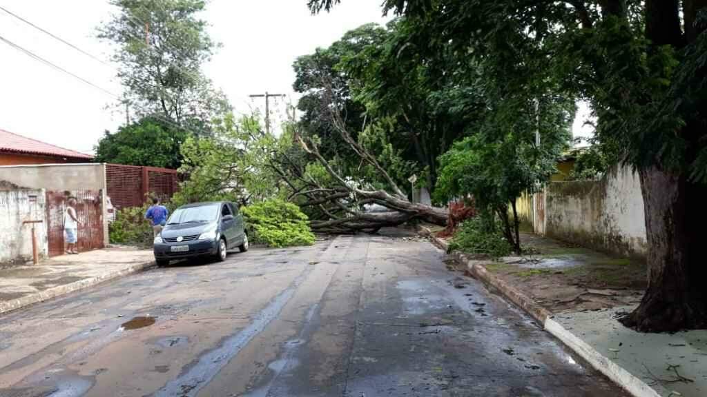 Após pancada de chuva, árvore de grande porte cai e interdita rua no Santo Amaro