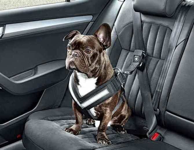 Vai viajar de carro com seu pet? Confira algumas dicas e orientações do CRMV-MS