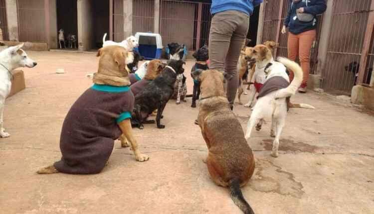 Só amor não basta: ONGs e protetores relatam desafio para profissionalização em resgates