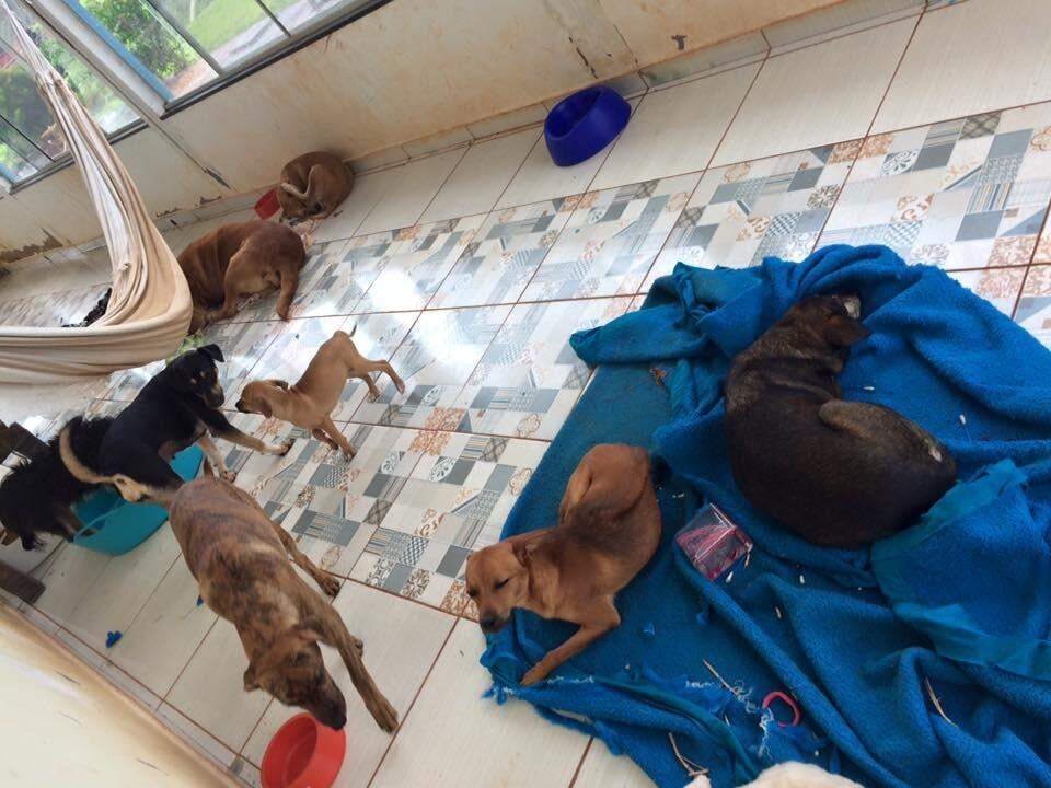 Só amor não basta: ONGs e protetores relatam desafio para profissionalização em resgates