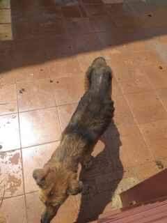 Cães são resgatados desnutridos e dona é presa por maus-tratos