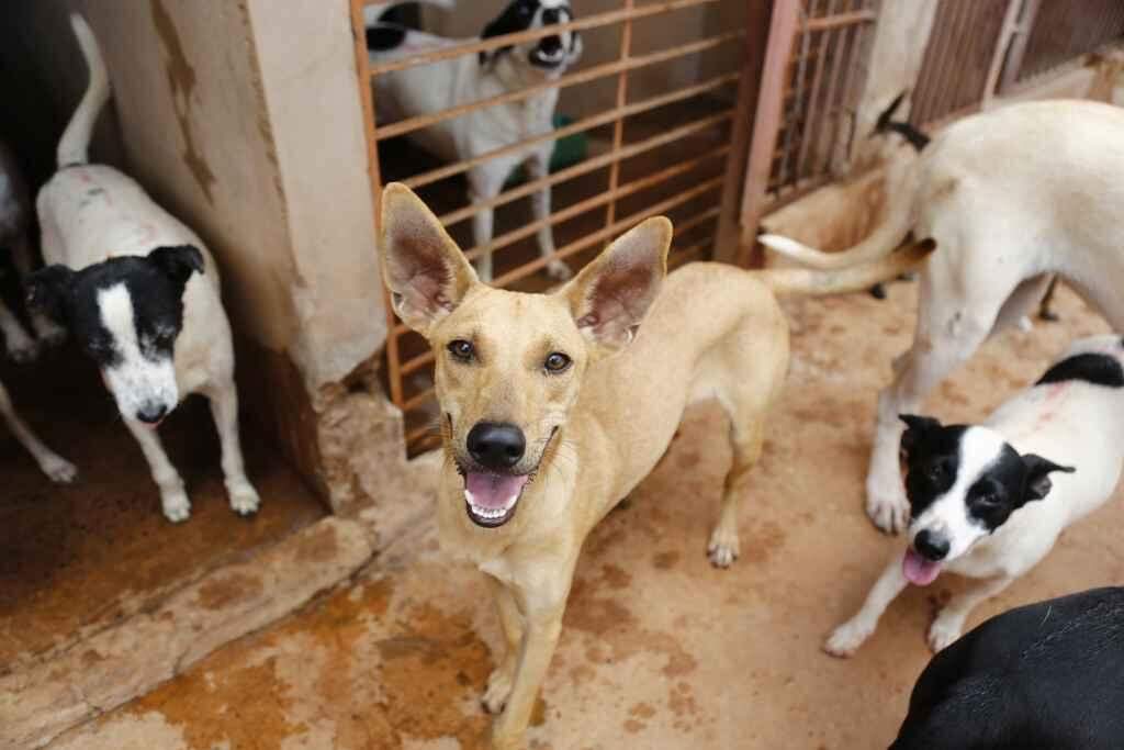 Só amor não basta: ONGs e protetores relatam desafio para profissionalização em resgates