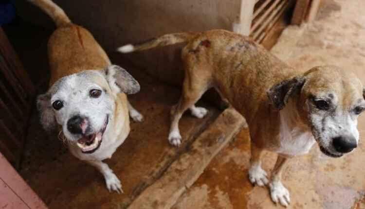 Só amor não basta: ONGs e protetores relatam desafio para profissionalização em resgates