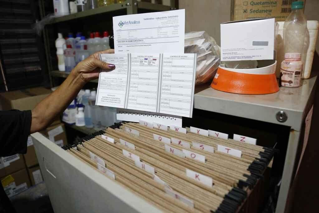 Só amor não basta: ONGs e protetores relatam desafio para profissionalização em resgates