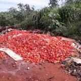 Ceasa nega ter descartado milhares de tomates e laranjas em terreno