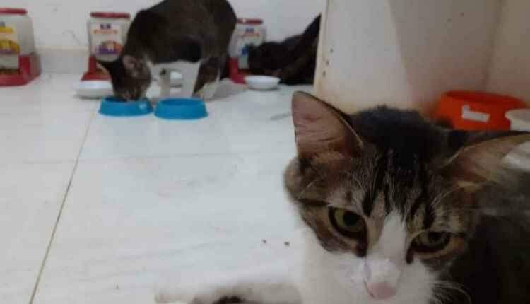 Só amor não basta: ONGs e protetores relatam desafio para profissionalização em resgates