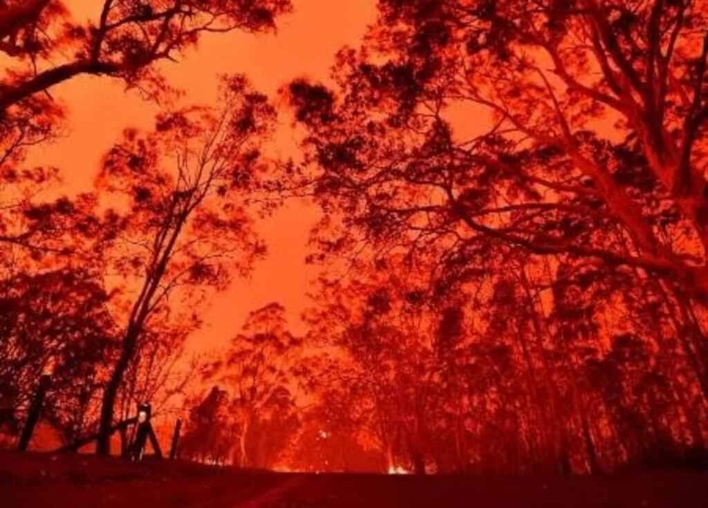 480 milhões de animais foram afetados pelo incêndio na Austrália