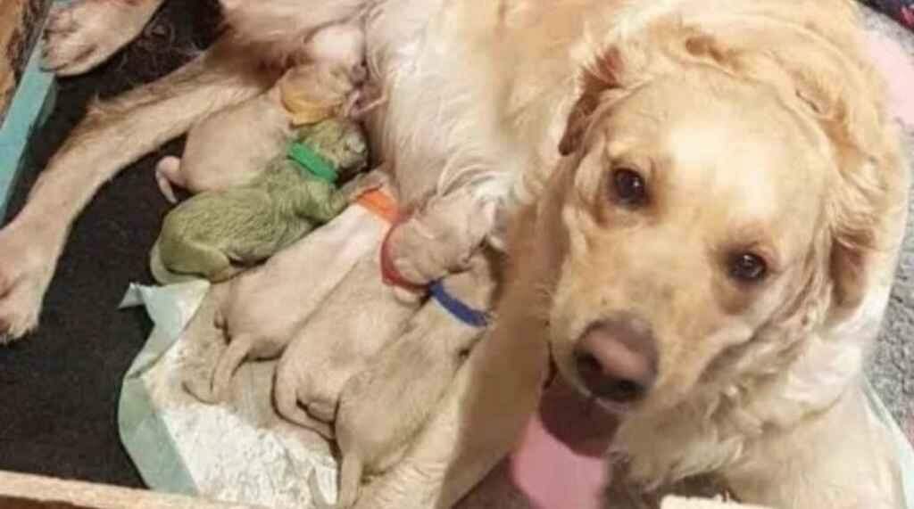 Ovelha 'verde' da família: cadela golden retriever dá à luz a filhote esverdeado