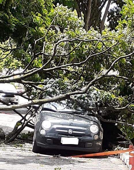 Carro fica danificado após queda de árvore "problemática" no bairro Santa Fé