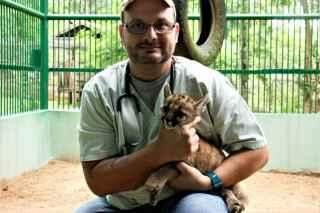 Encontrou um animal silvestre fora do habitat? Saiba o que fazer para protege-lo