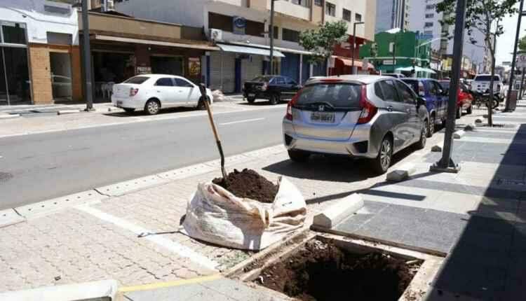 Engepar substitui mais 8 árvores que não brotaram na Rua 14 de Julho
