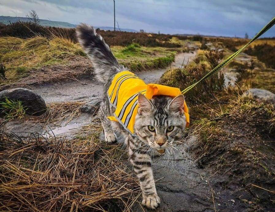 Arlo, o gato que adora caminhar na rua ao lado dos irmãos caninos