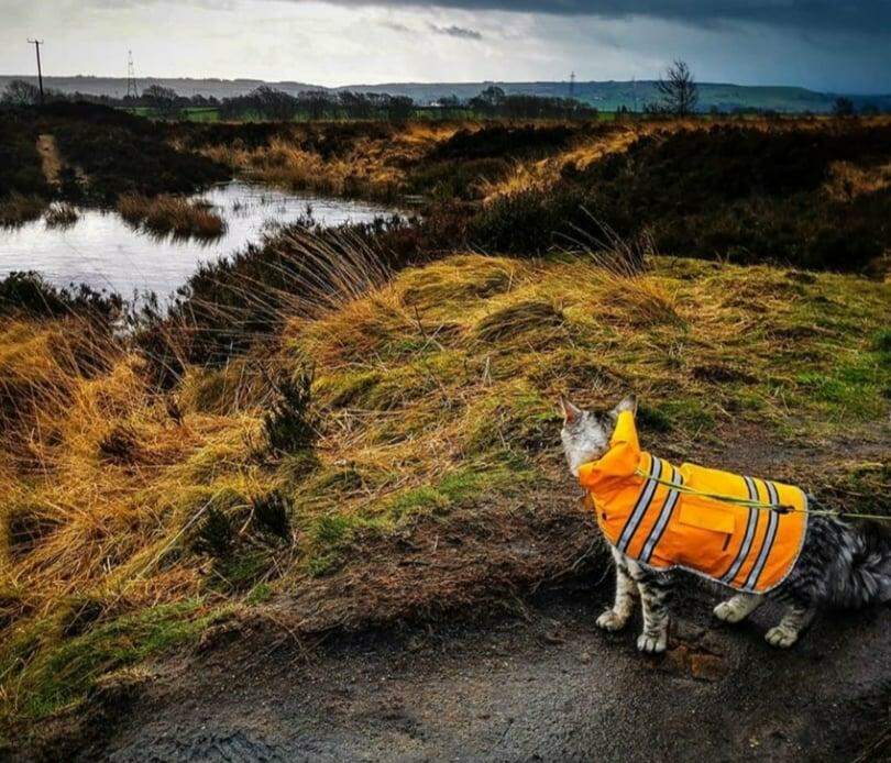 Arlo, o gato que adora caminhar na rua ao lado dos irmãos caninos