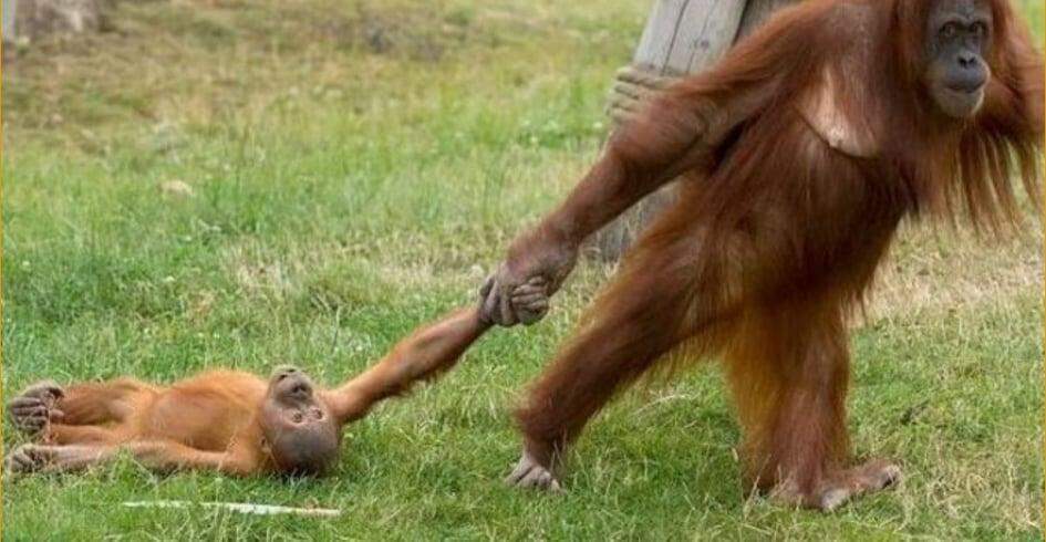 Fotógrafo registra birra de orangotango arrastado pela mãe