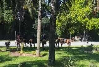 Assembleia aciona cavalaria da PM por protesto de mulheres com calcinhas