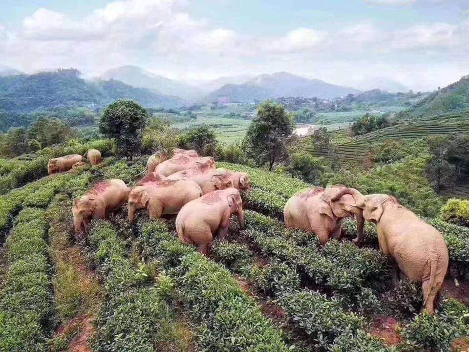 Elefantes caem bêbados após beberem vinho de milho na China