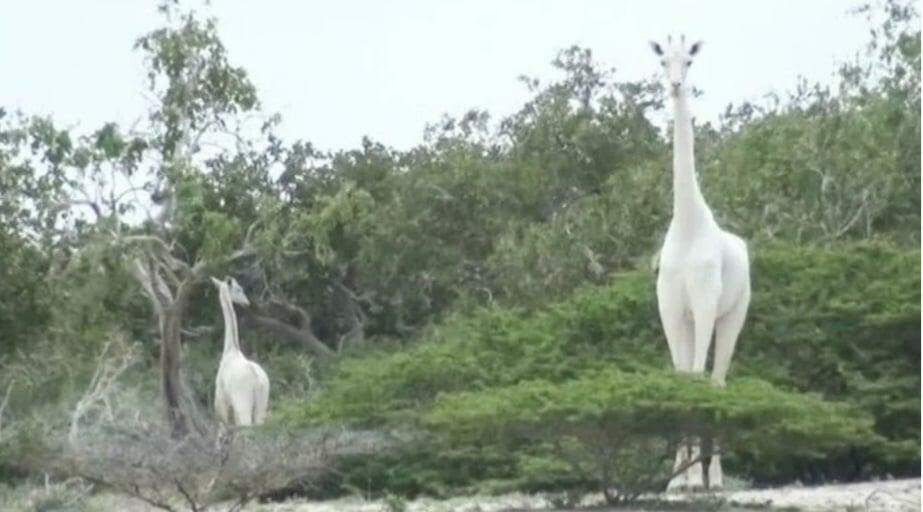 Caçadores matam duas das últimas três girafas brancas do mundo