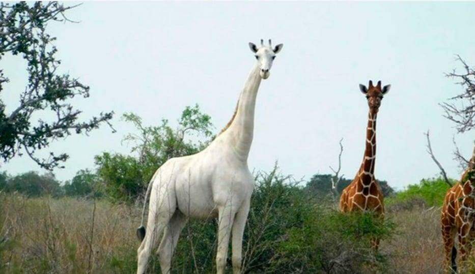 Caçadores matam duas das últimas três girafas brancas do mundo