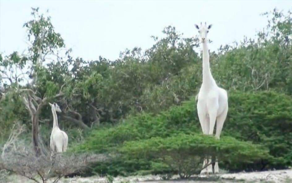 Caçadores matam duas das últimas três girafas brancas do mundo