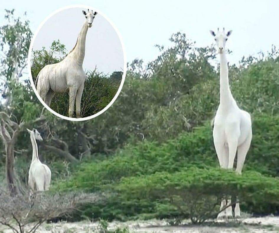 Caçadores matam duas das últimas três girafas brancas do mundo