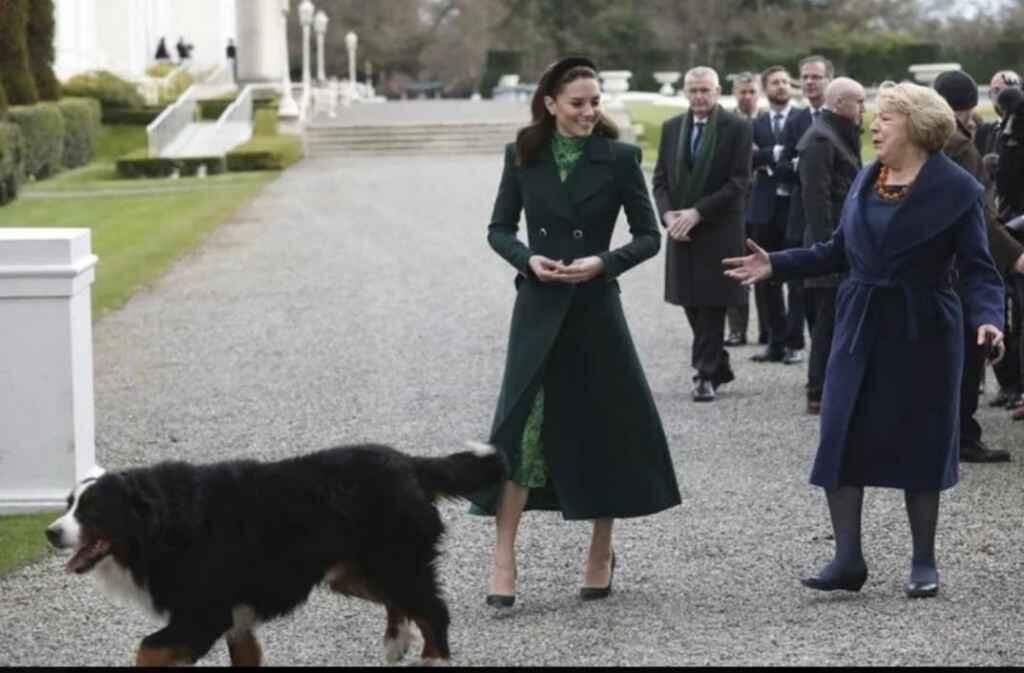 Cão de presidente irlandês invade evento oficial à procura do dono.
