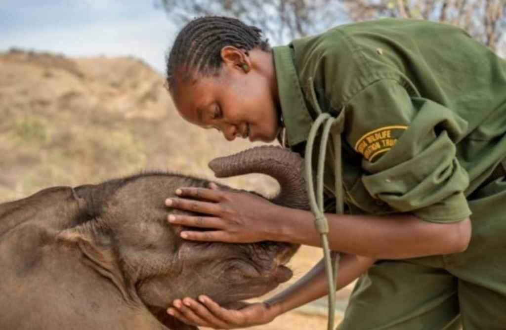 Filhotes de elefante encontram carinho e vida nova em orfanato no Quênia