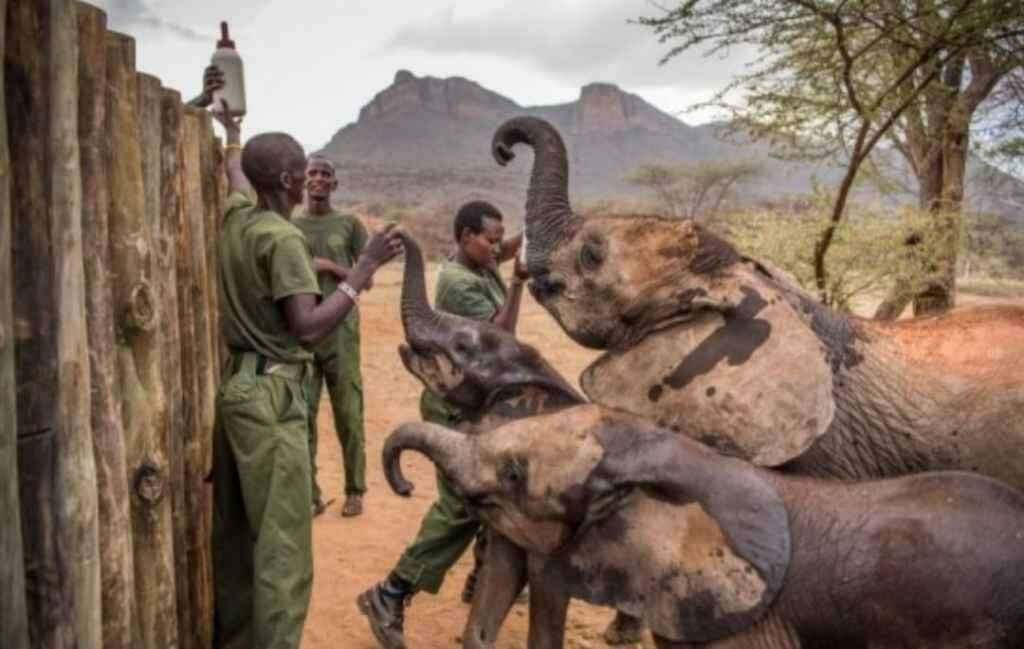 Filhotes de elefante encontram carinho e vida nova em orfanato no Quênia