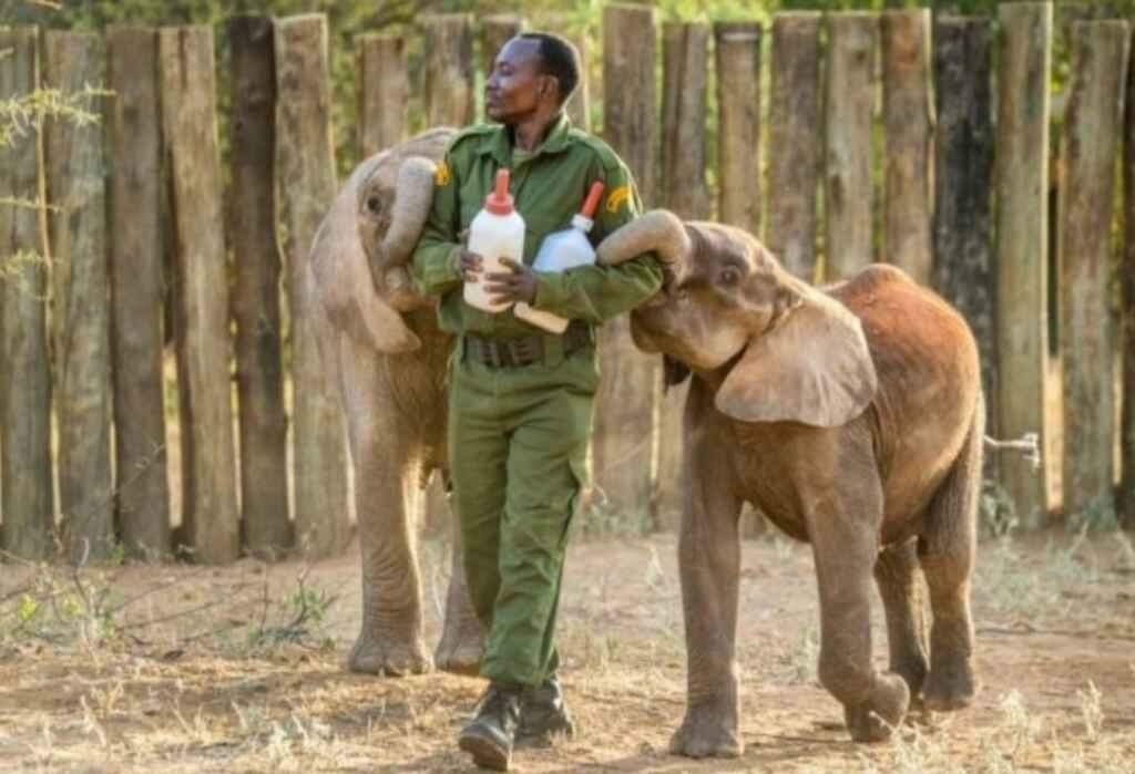 Filhotes de elefante encontram carinho e vida nova em orfanato no Quênia