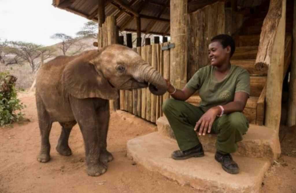 Filhotes de elefante encontram carinho e vida nova em orfanato no Quênia