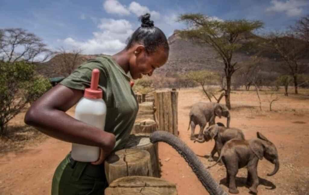 Filhotes de elefante encontram carinho e vida nova em orfanato no Quênia