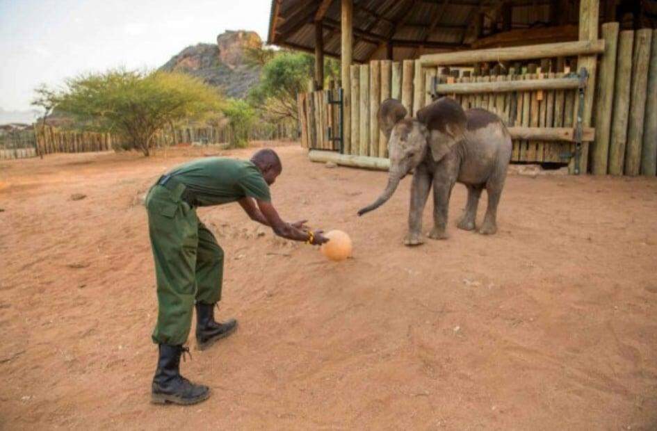 Filhotes de elefante encontram carinho e vida nova em orfanato no Quênia